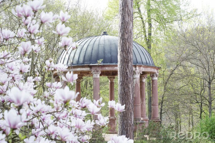 Fotobehang Witte magnolia's en architectuur