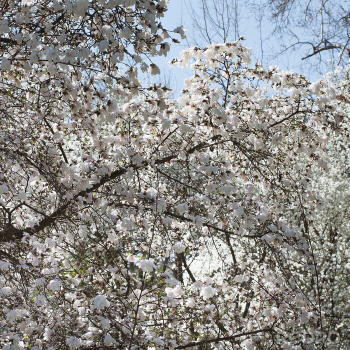 Fotobehang Witte magnolia's op een achtergrond van de hemel