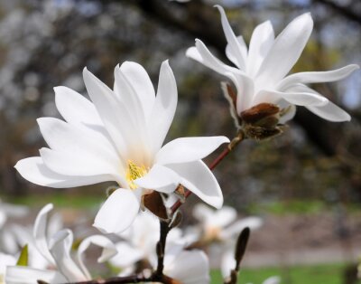 Fotobehang Witte magnolia's op een achtergrond van een park