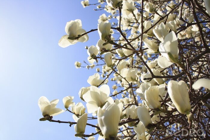 Fotobehang Witte magnolia's op takken