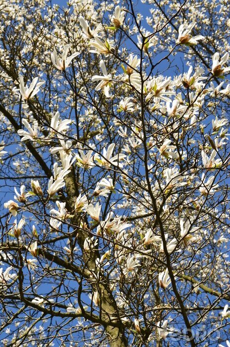 Fotobehang Witte magnolia takken en lucht