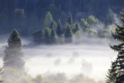 Fotobehang Witte mist over het bos