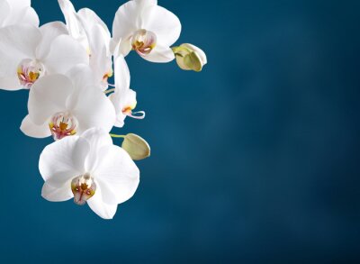 Fotobehang Witte orchidee