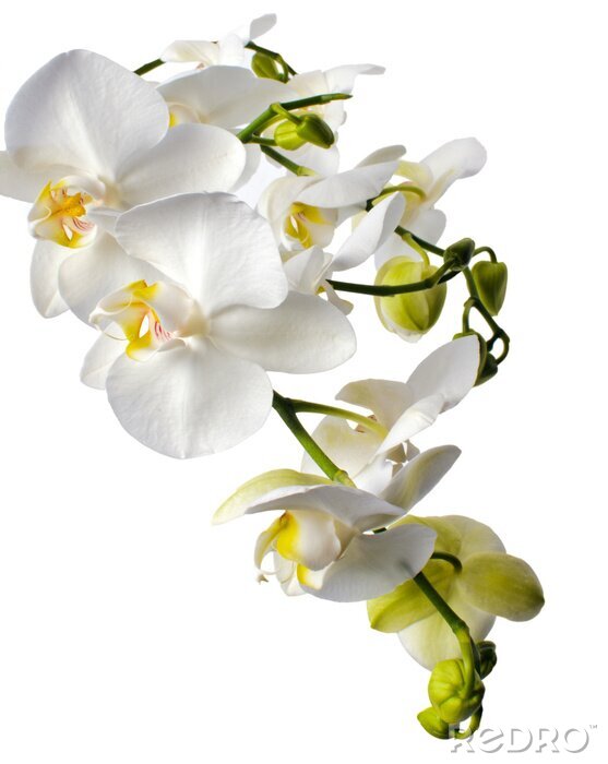Fotobehang Witte orchidee en groene knoppen