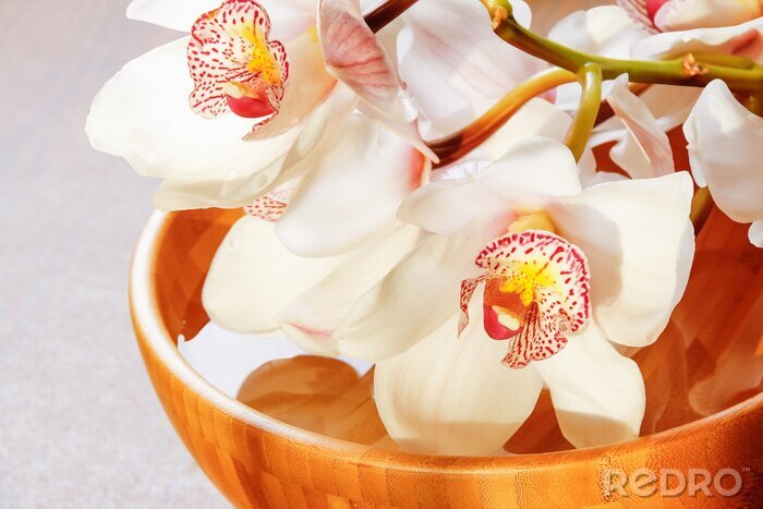 Fotobehang Witte orchidee hout