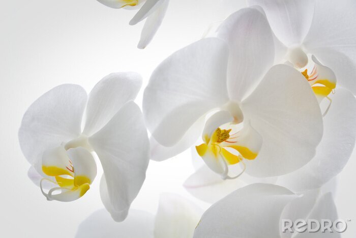 Fotobehang Witte orchidee in macro versie