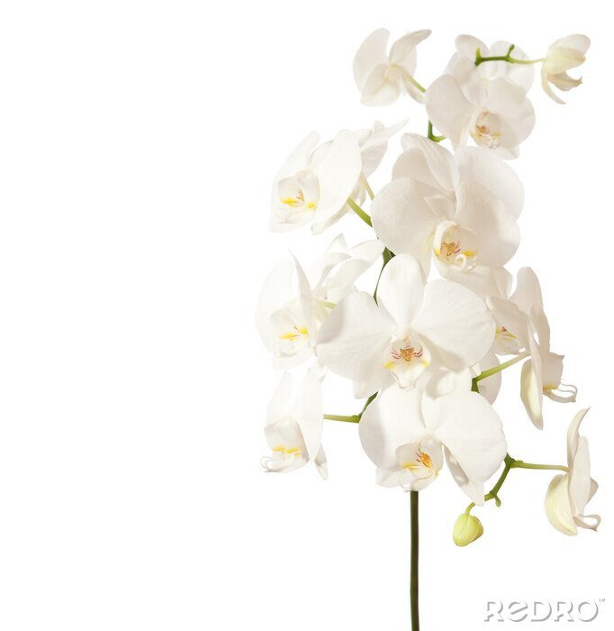 Fotobehang Witte orchidee met knoppen
