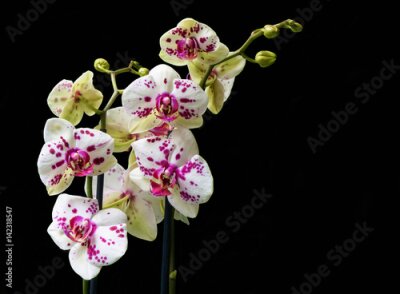 Fotobehang Witte orchidee met stippen