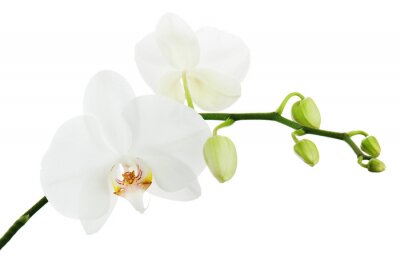 Witte orchidee op een witte achtergrond.