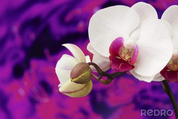 Fotobehang Witte orchidee op paarse achtergrond
