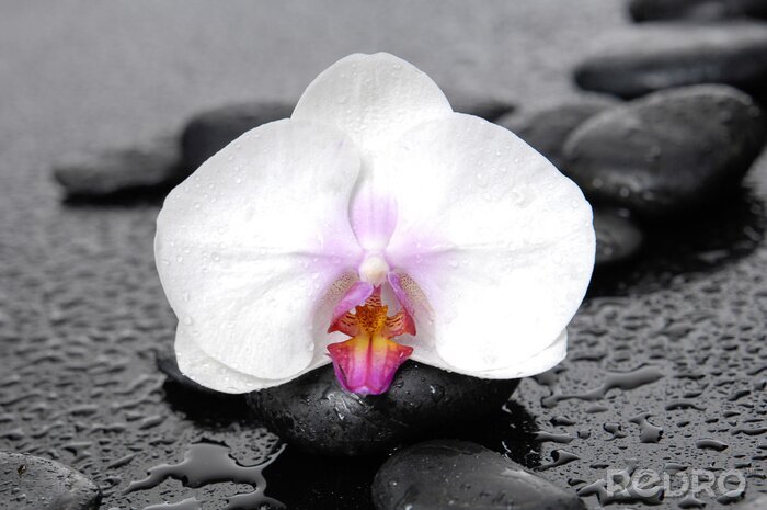 Fotobehang Witte orchidee op stenen