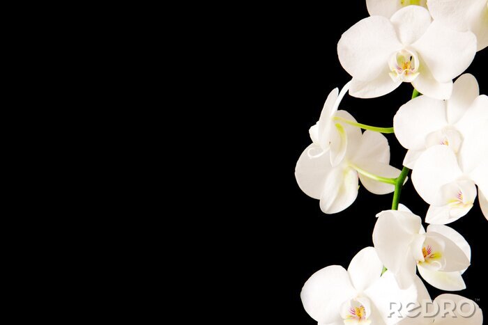 Fotobehang Witte orchidee op zwarte achtergrond
