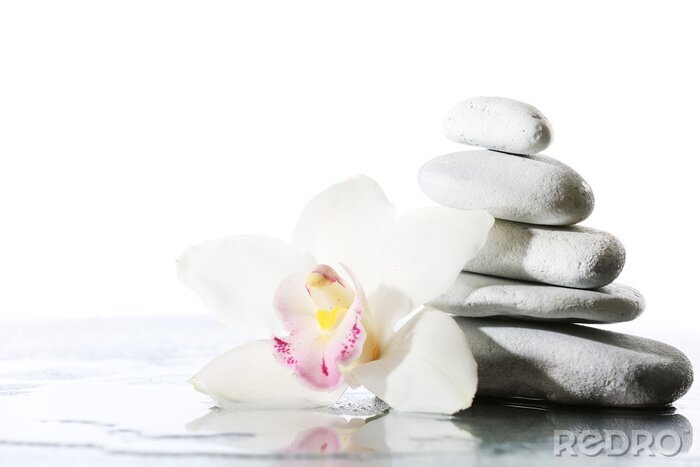 Fotobehang Witte orchideeën en grijze stenen
