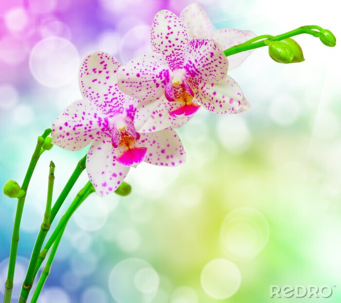 Fotobehang Witte orchideeën op regenboog achtergrond
