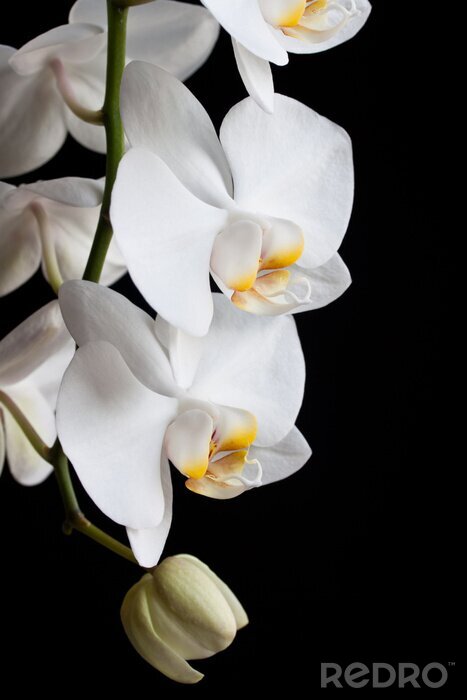 Fotobehang Witte orchideeën op zwarte achtergrond