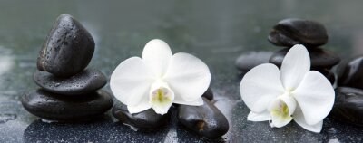 Witte orchideeënbloemen en stenen met waterdruppels