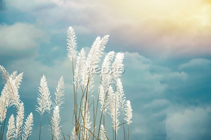 Fotobehang Witte oren van gras tegen de blauwe lucht