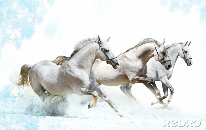 Fotobehang Witte paarden en blauwe sneeuwvlokken