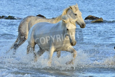 Fotobehang Witte paarden lopen door het water