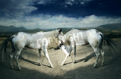 Fotobehang Witte paarden op een zandweg