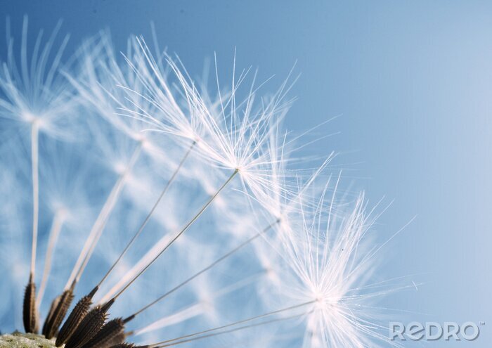 Fotobehang Witte paardenbloem en lucht