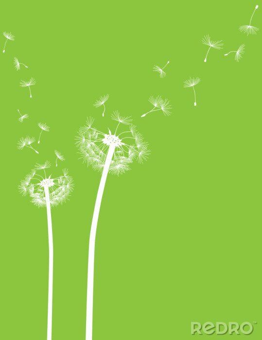 Fotobehang Witte paardenbloemen op groene achtergrond