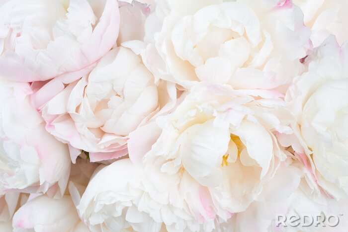 Fotobehang Witte pioenroosknoppen van dichtbij