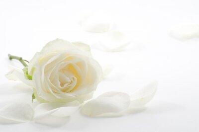 Fotobehang Witte roos en bloemblaadjes