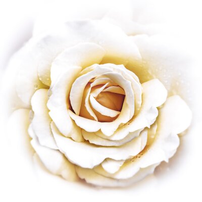 Fotobehang Witte roos in dons