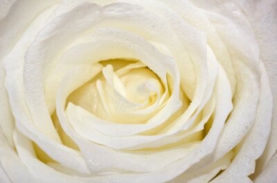 Fotobehang Witte rozen in close-up