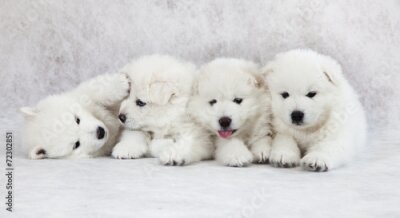 Fotobehang Witte Samojeed pups