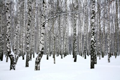 Fotobehang Witte sneeuw op berkenbomen