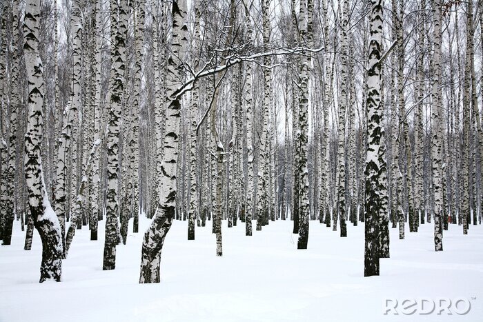 Fotobehang Witte sneeuw op berkenbomen