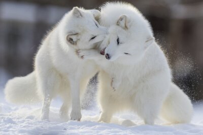 Fotobehang Witte spelende vossen