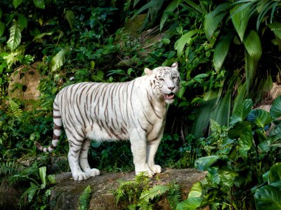 Witte tijger en planten