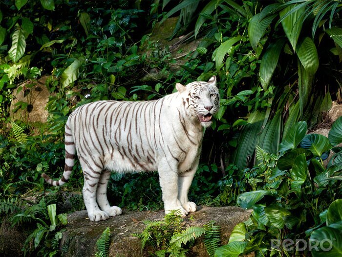 Fotobehang Witte tijger en planten