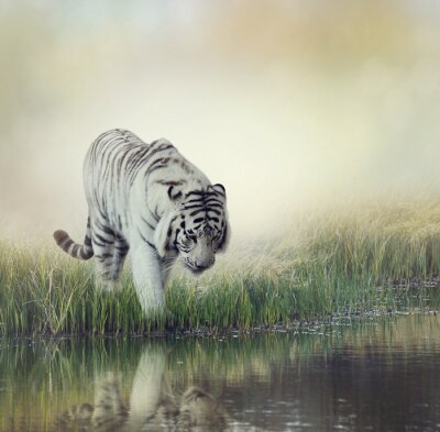 Witte tijger gaat het water in