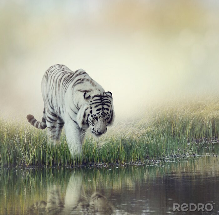 Fotobehang Witte tijger gaat het water in