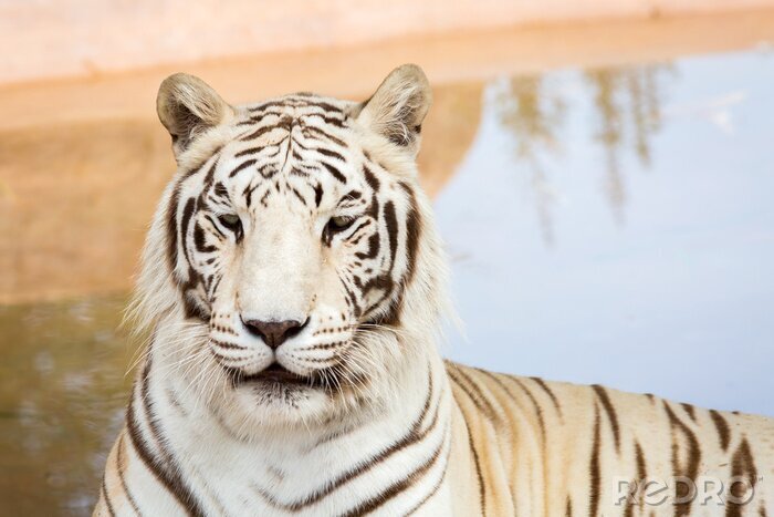 Fotobehang Witte tijger in de dierentuin
