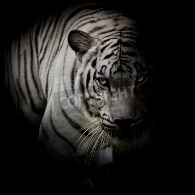 Fotobehang Witte tijger in de schaduw