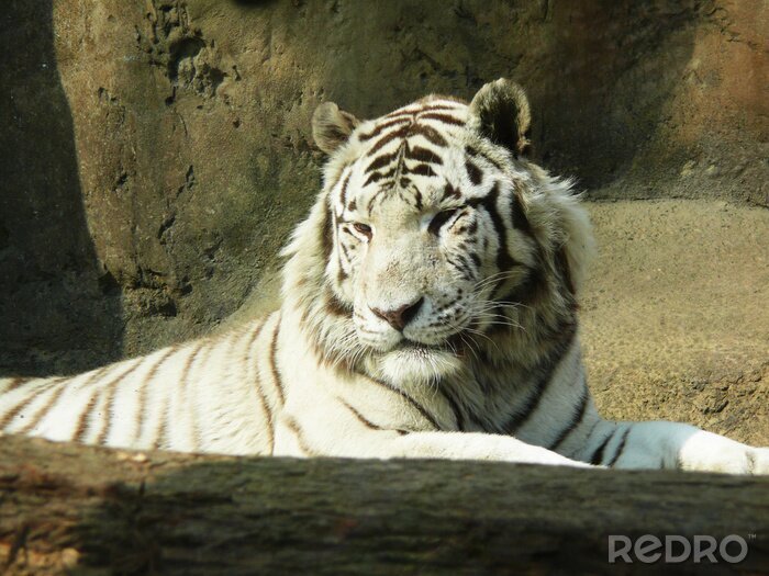 Fotobehang Witte tijger in een omheining