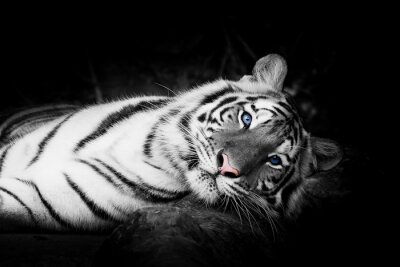 Fotobehang Witte tijger met blauwe ogen
