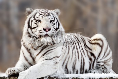 Fotobehang Witte tijger op bevlekte achtergrond