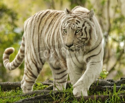 Fotobehang Witte tijger op de achtergrond van groen