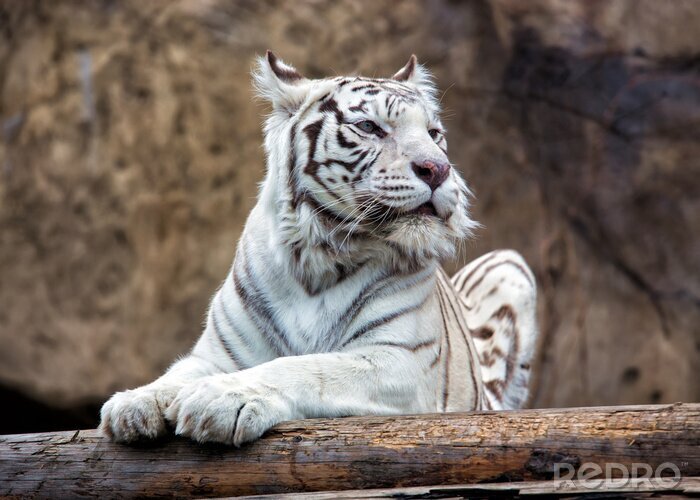 Fotobehang Witte tijger op de achtergrond van rotsen