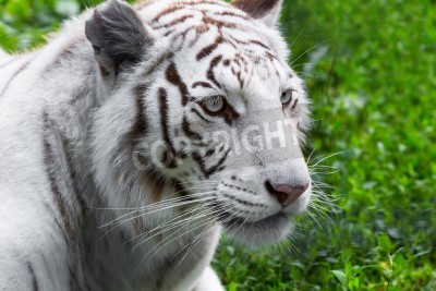 Fotobehang Witte tijger op een groene achtergrond