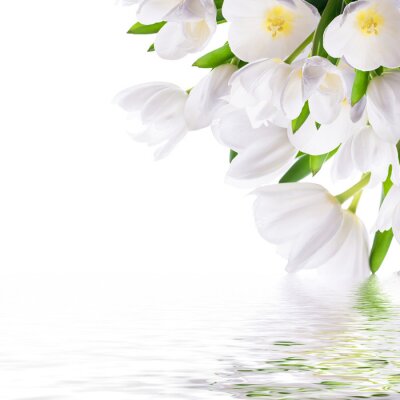 Witte tulpen aan het water