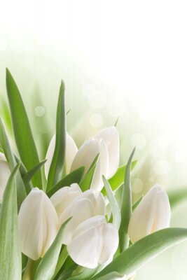 Fotobehang Witte tulpen en abstracte achtergrond