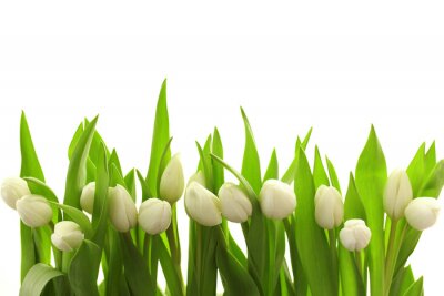 Fotobehang Witte tulpen en groene bladeren