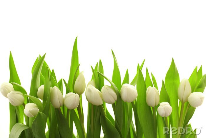 Fotobehang Witte tulpen en groene bladeren